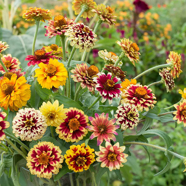 Jazzy Mix – Zinnia Seed