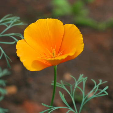 California Poppy – Flower Seed