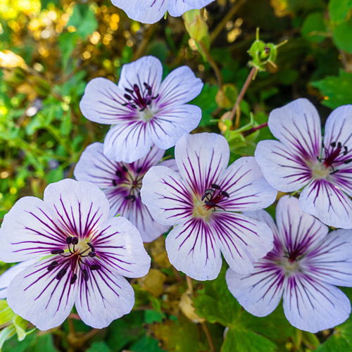 Crystal Lake Hardy Geranium