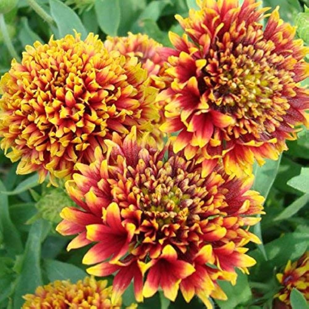 Gaillardia Finest Mixed Color Seeds