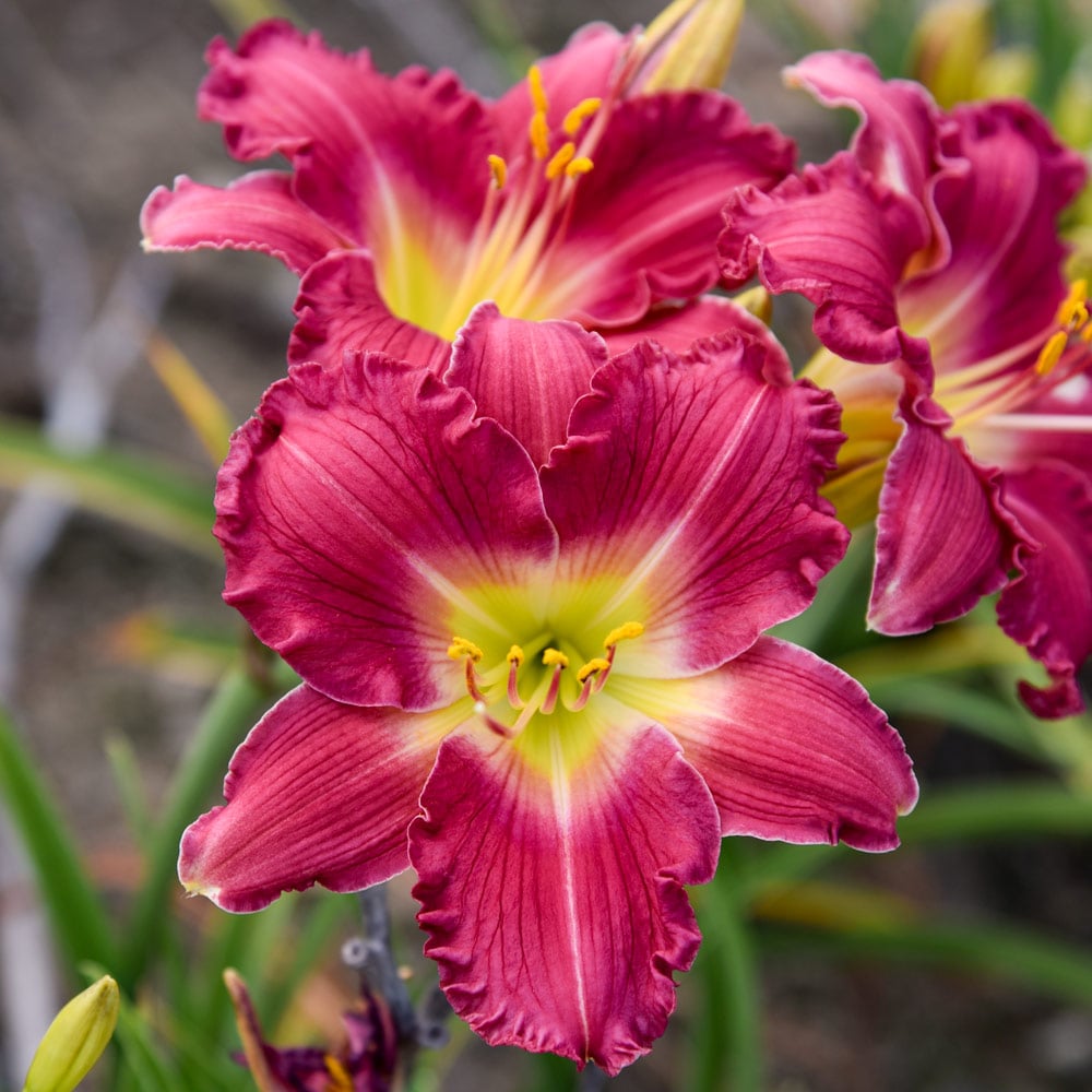 Another Brick in the Wall Reblooming Daylily