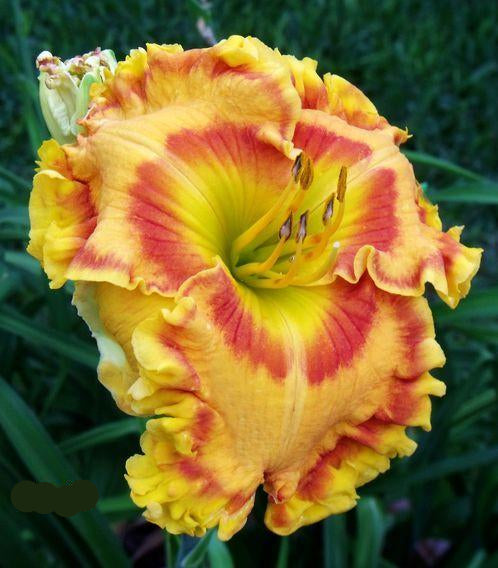 Sacha Reblooming Daylily