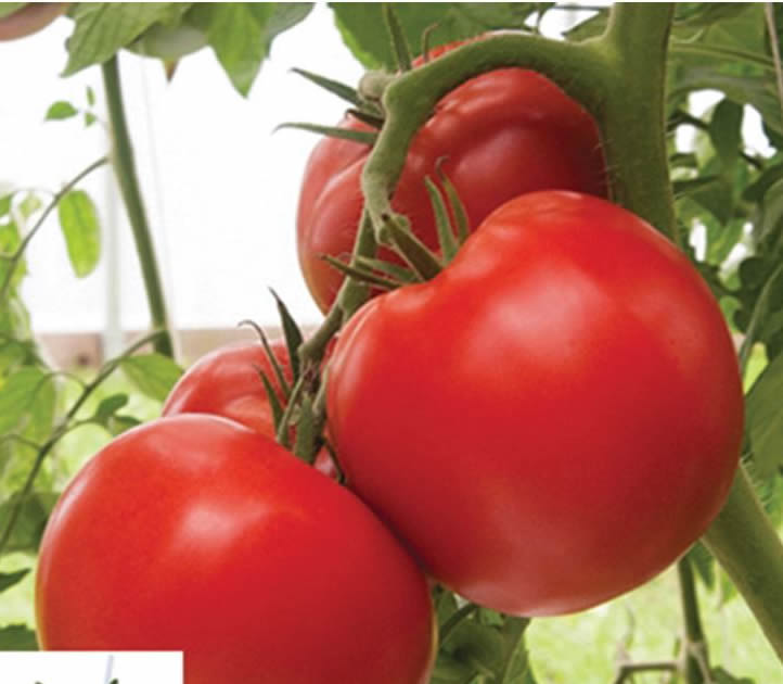 Bigdena/Shin Cheong Gang Grafted – Organic Tomato Seeds