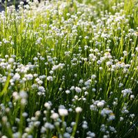 Winged Everlasting – Ammobium Seed