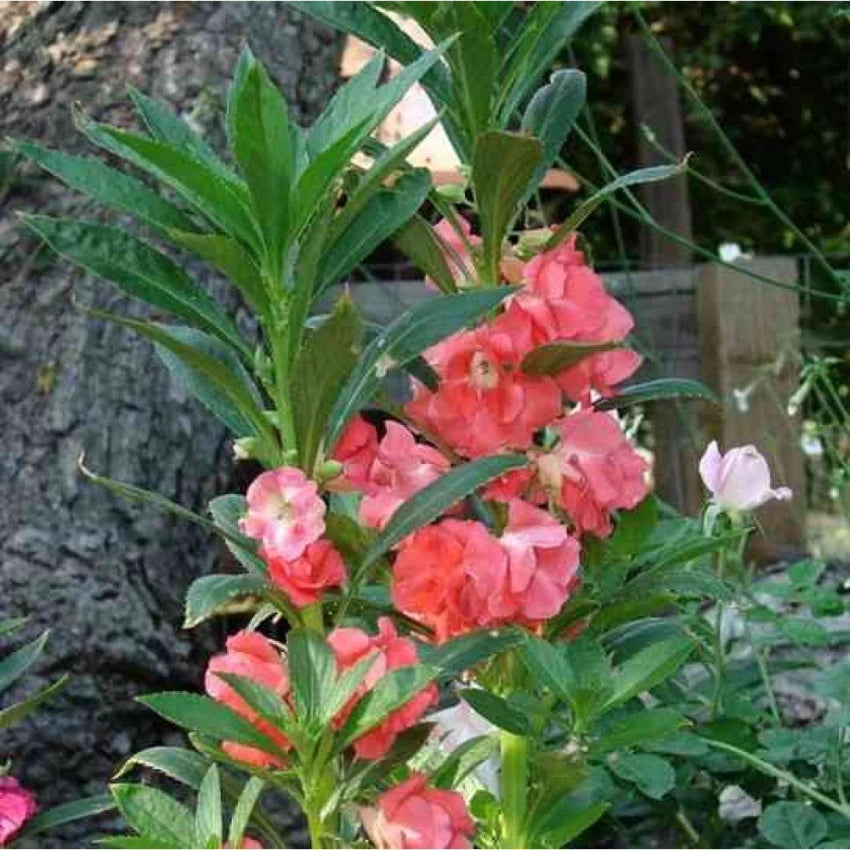 Balsam Rose, Balsam Gulab Seeds