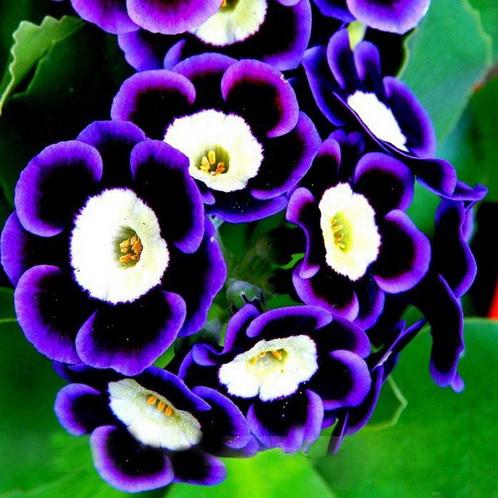 Scarce Rare Phantom Petunia Flower Seeds Pack Garden Seeds Petun