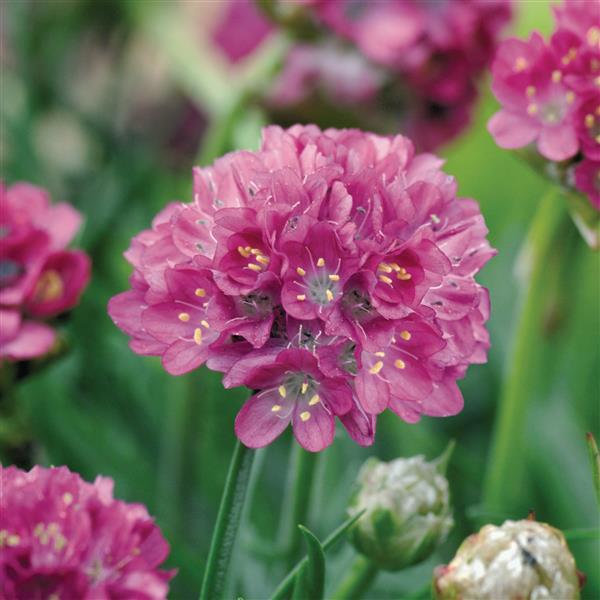 Armeria- Morning Star Deep Rose