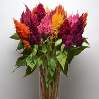 Sunday Mix – Celosia Seed