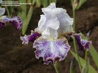 Vapor Bearded Iris