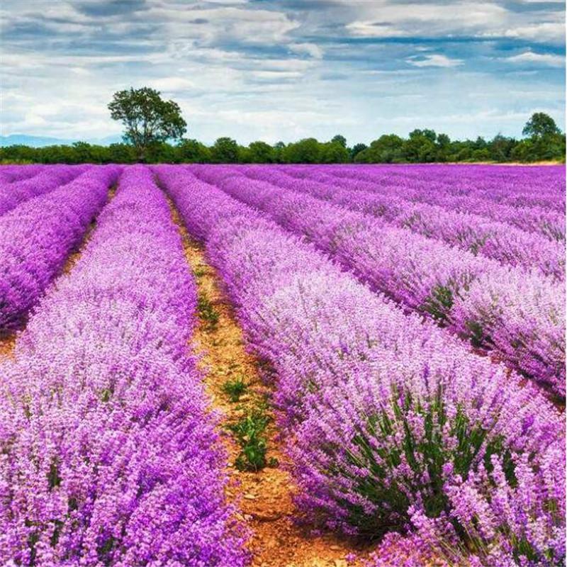 Lavender Seeds Plant Four Seasons Potted Plant Varieties Flower