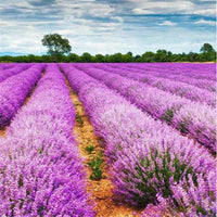 Lavender Seeds Plant Four Seasons Potted Plant Varieties Flower