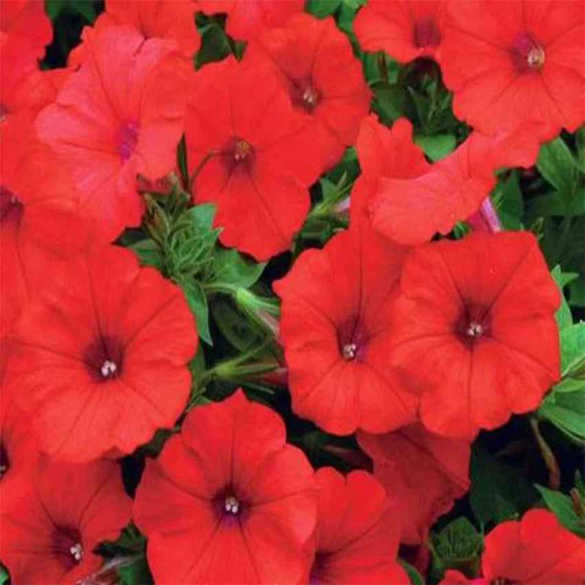 Petunia Grandiflora Red Flower Seeds