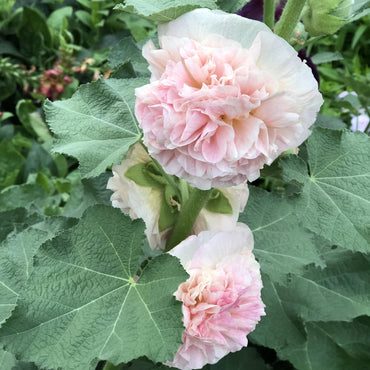 Peaches 'N Dreams Double Hollyhock