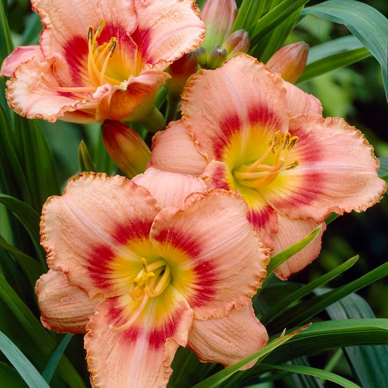 Honey Melon Reblooming Daylily