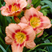 Honey Melon Reblooming Daylily