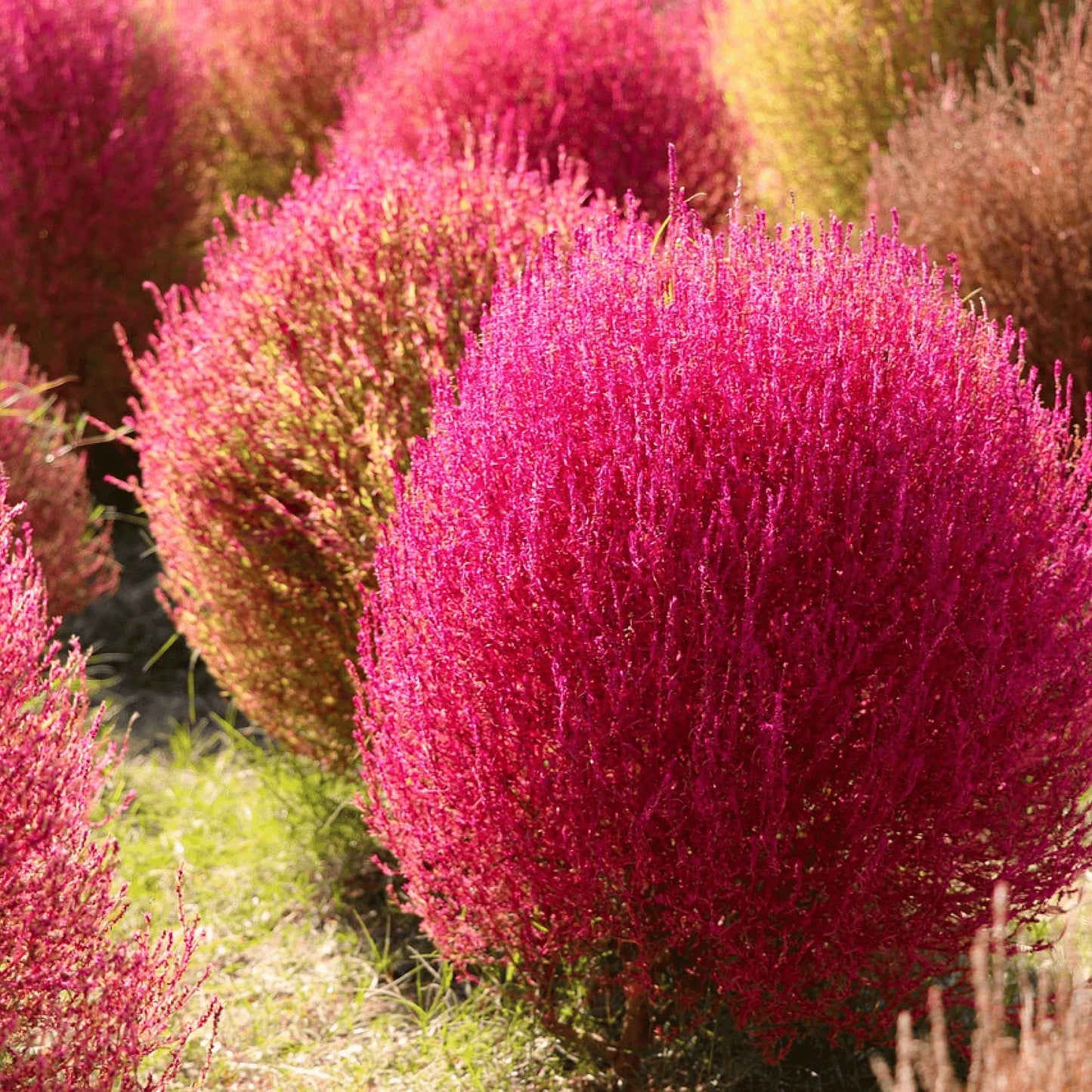 Kochia Burning Bush Flower Seeds