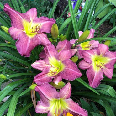 Garden Show Reblooming Daylily