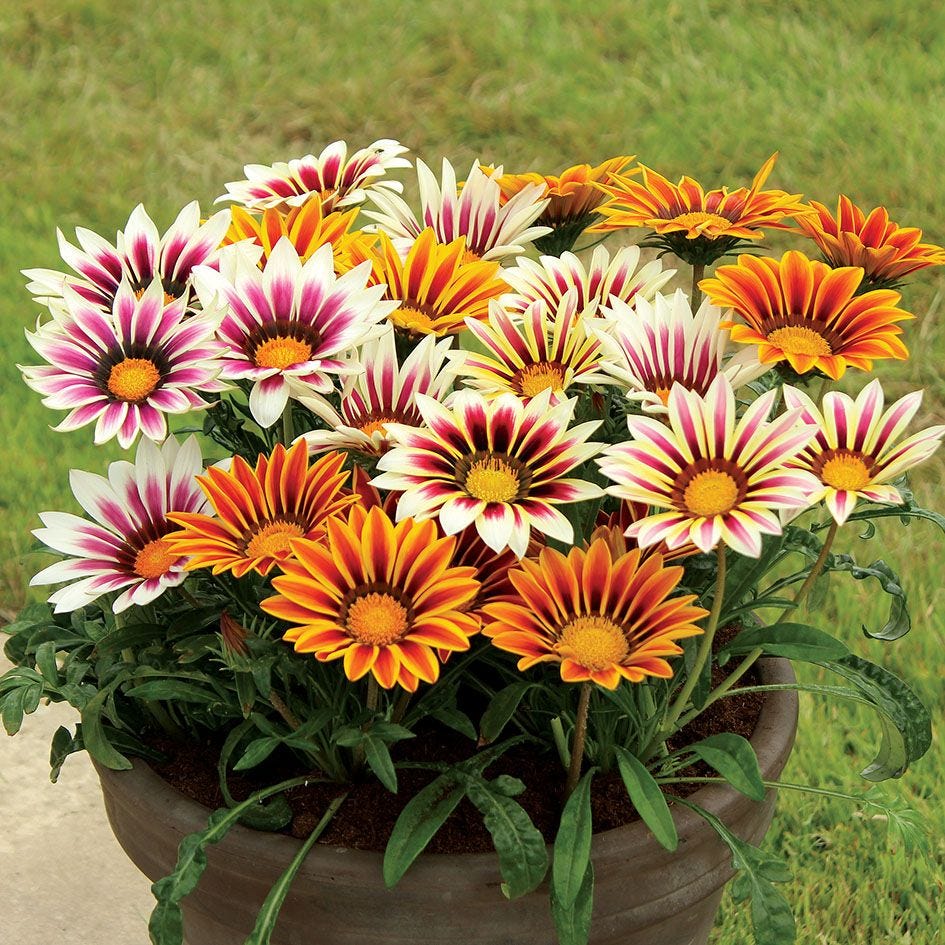 Gazania Sun Shine Mixed Color Flower Seeds