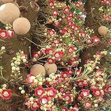 Kailashpati Cannonball Tree Seeds