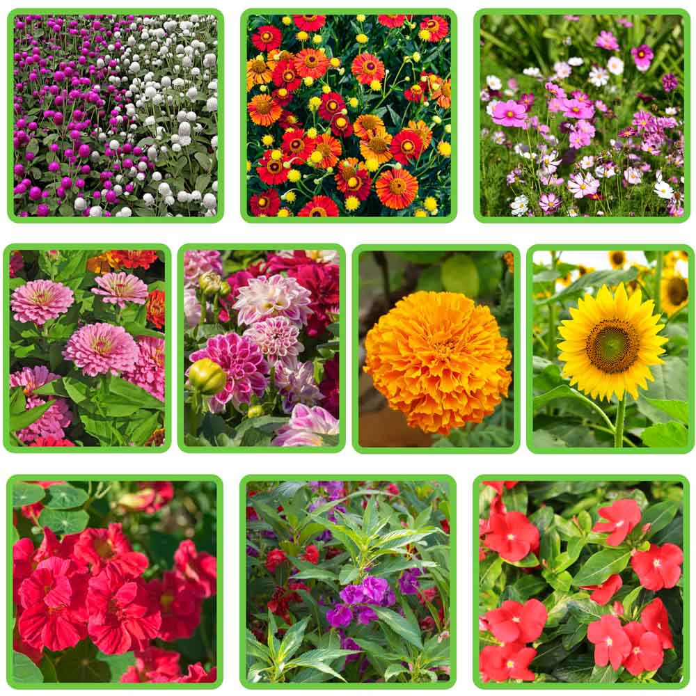 Set of 10 Best Flower Seeds