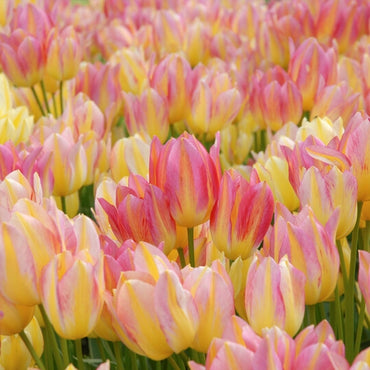 Antoinette Tulip Seeds