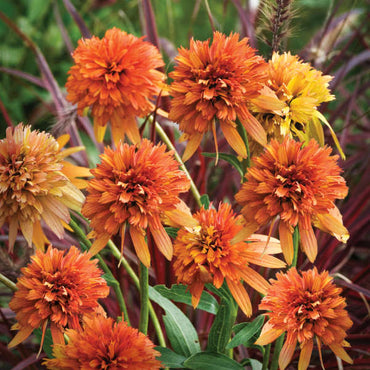 Marmalade Coneflower