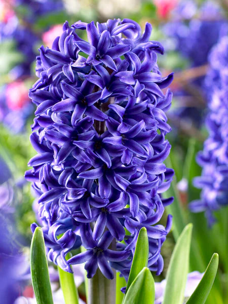 Blue Jacket Fragrant Giant Hyacinth Seeds