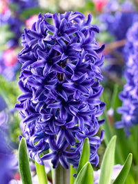 Blue Jacket Fragrant Giant Hyacinth Seeds