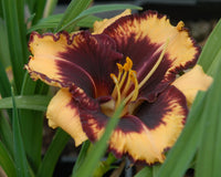 Tiger Blood Reblooming Daylily