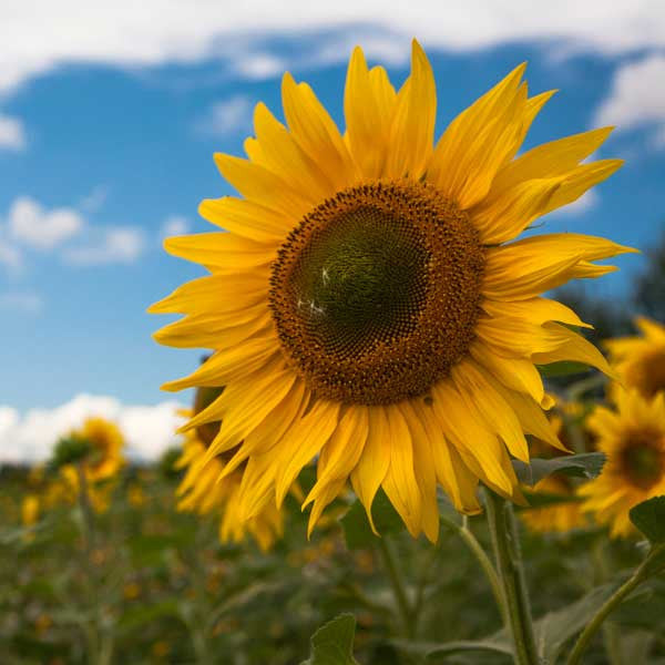 Sunflower Large Bloom Flower Seeds