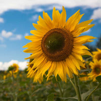 Sunflower Large Bloom Flower Seeds