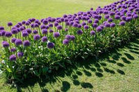 Giant Allium Giganteum Globemaster Beautiful Flower Seeds