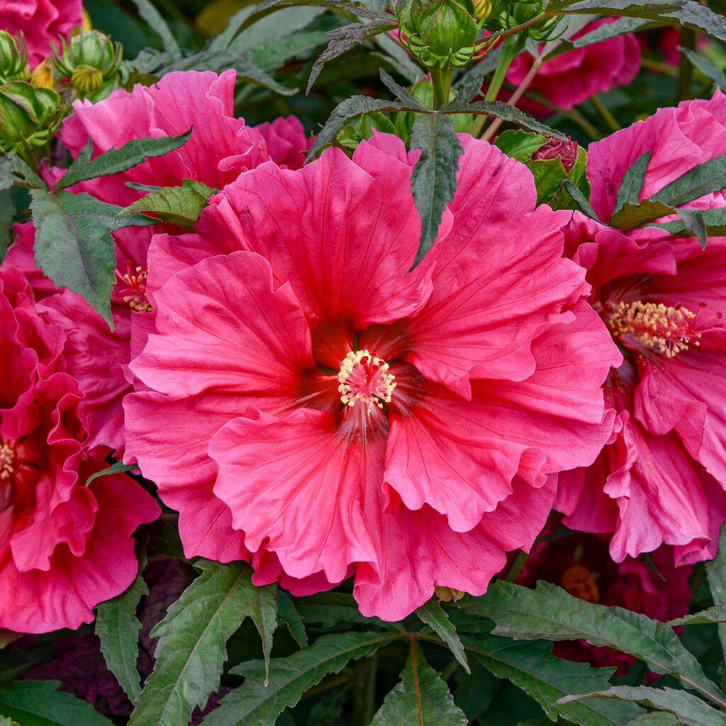 Watermelon Ruffles Hibiscus