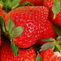 Yambu – Spring-Planted – Strawberry Seed