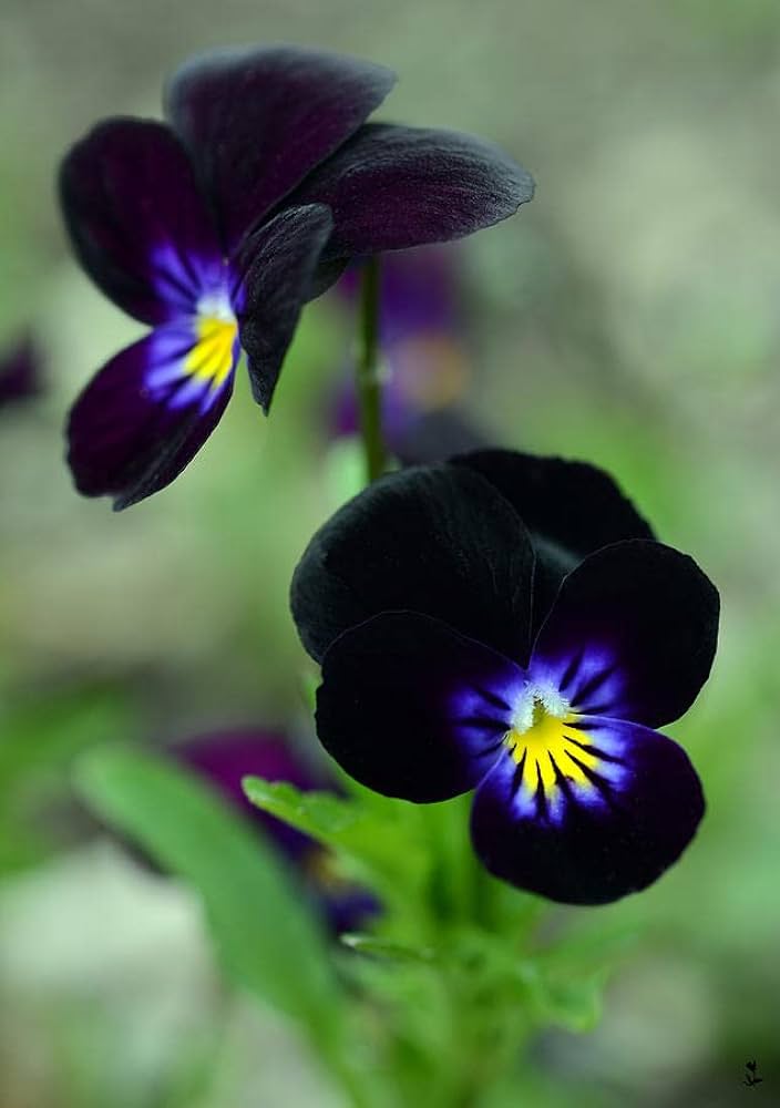 Black Blotch Flower Seeds