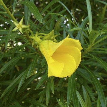 Cascabela Thevetia  Seeds