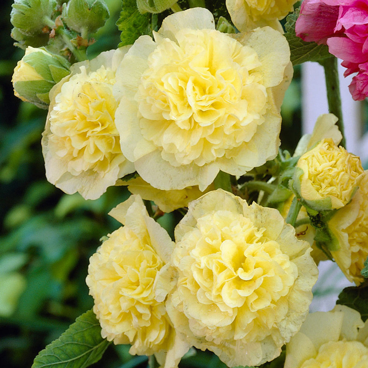 Chater's Double Yellow Hollyhock