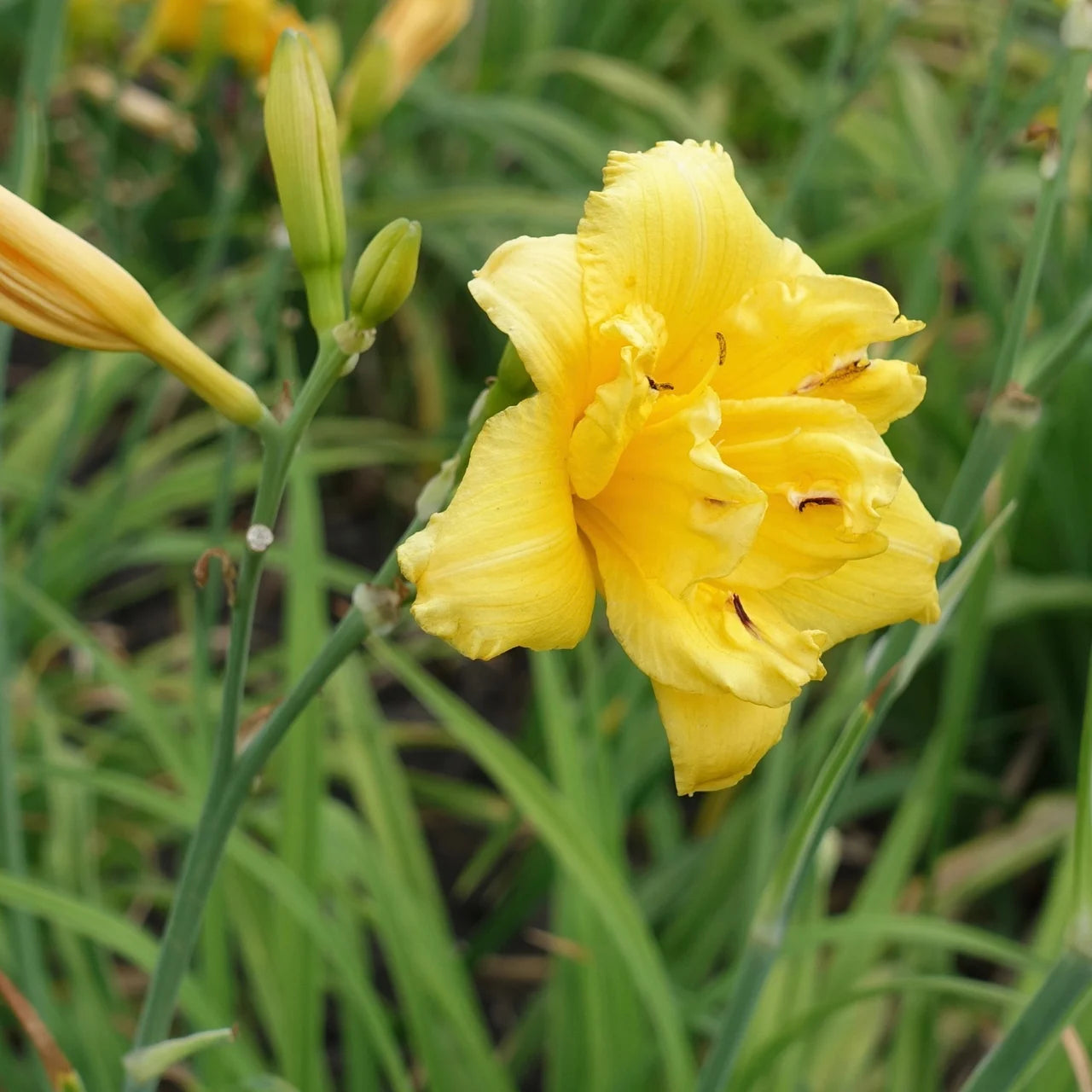 Double Talk Reblooming Daylily