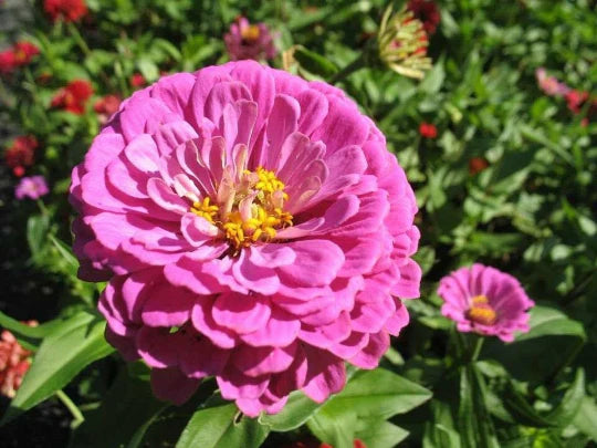 Zinnia Pink Tall Seeds