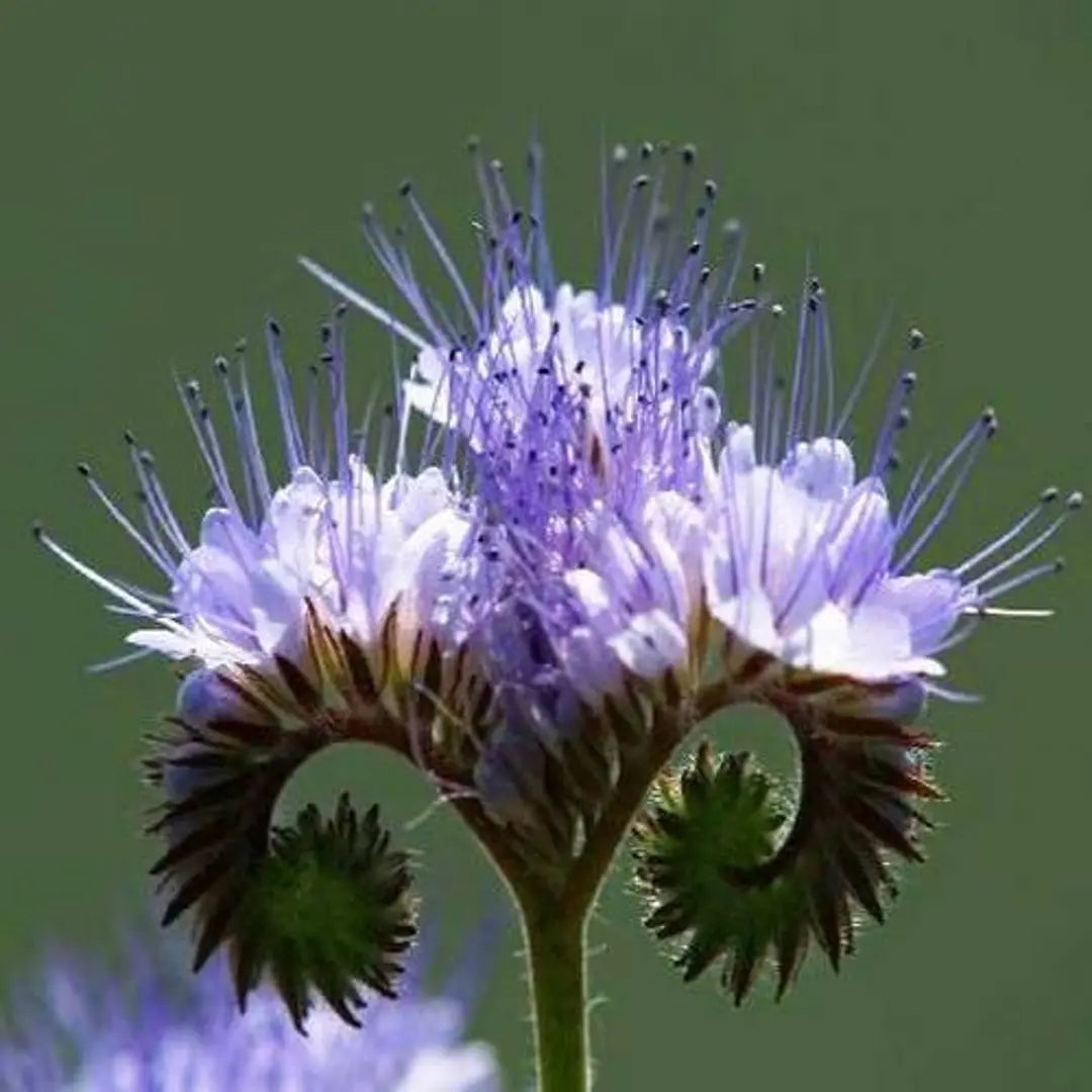 New Rare 100 Phacelia Lacy Phacelia Tanacetifolia Bulk Flower Se