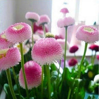 Strawberry Ice Cream Little Daisy Seeds Bonsai Plants Seeds