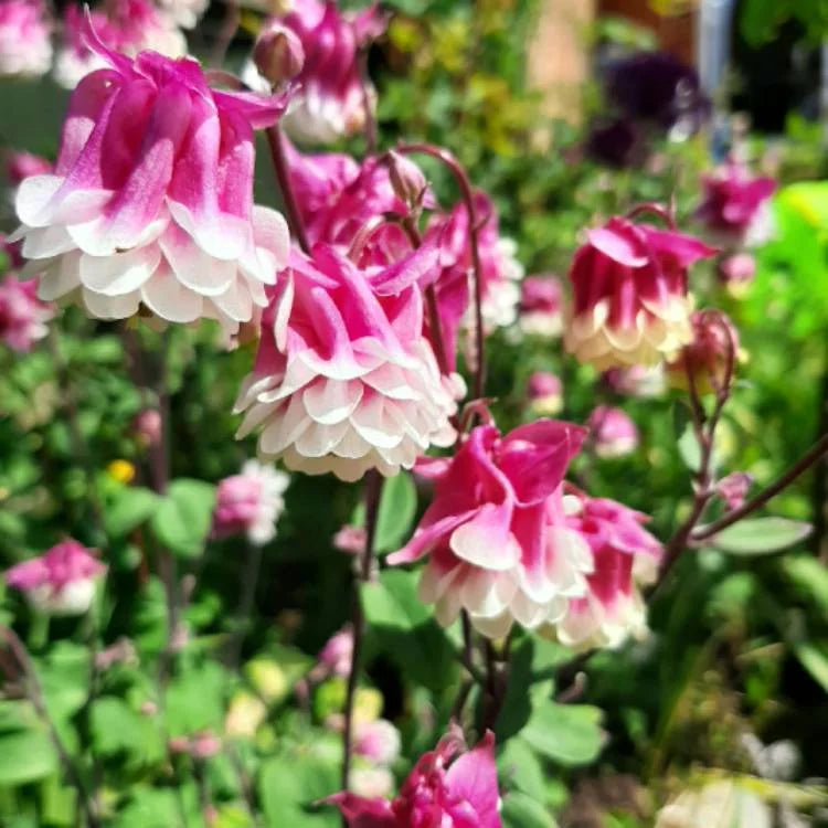 Pink Petticoat Columbine