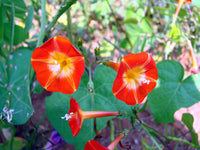 Ipomoea Morning Glory Flower Seeds