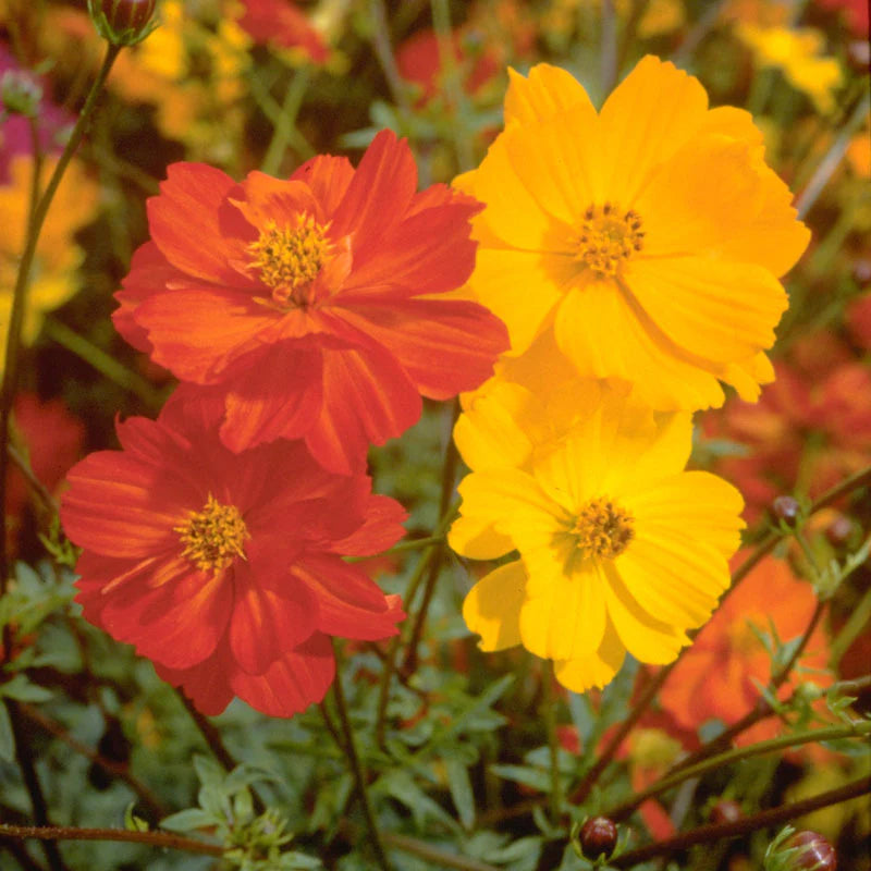 Cosmos Bright Light Mixed Color Flower Seeds