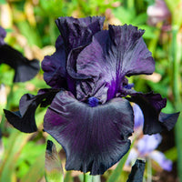 Black Suited Bearded Iris Seeds