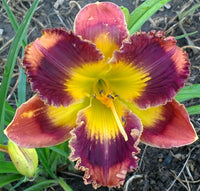 Lava Lamp Reblooming Daylily