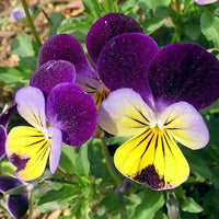 Pansy, Viola Johny Jump Up Seeds