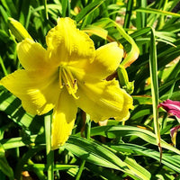 Big Time Happy Reblooming Daylily