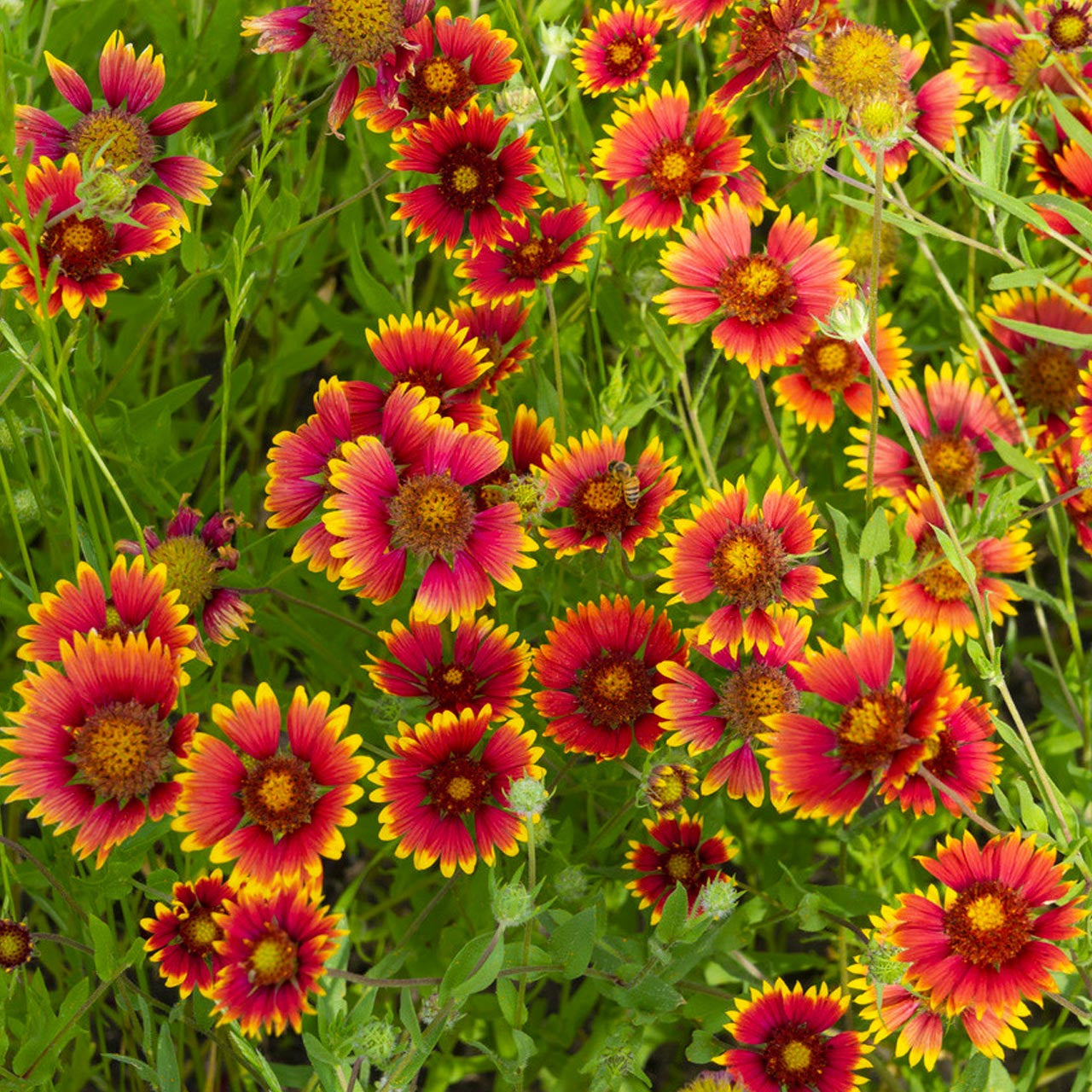 Gaillardia Hybrid Mixed Color Seeds