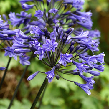 Blue Globe Agapanthus